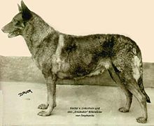 BERGERS ALLEMANDS, les différents types.